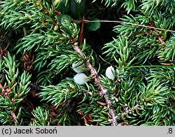 <p>Juniperus communis subsp. alpina</p>