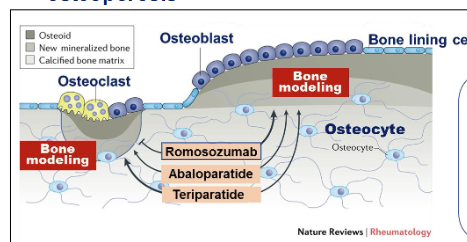 <p>What are PTH analogue drugs?</p>