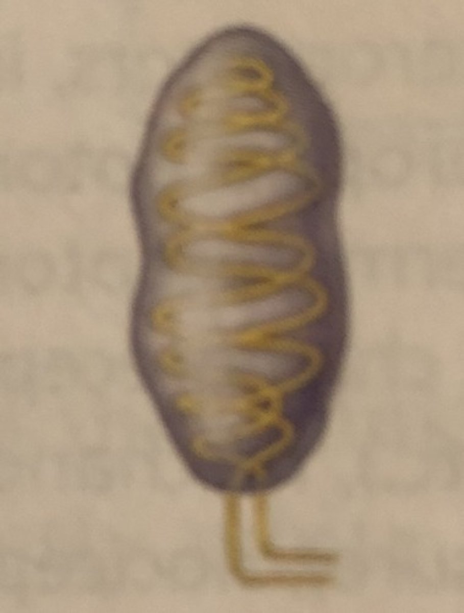 <p>Light touch/vibration in hairless skin (e.g., fingertips).</p>