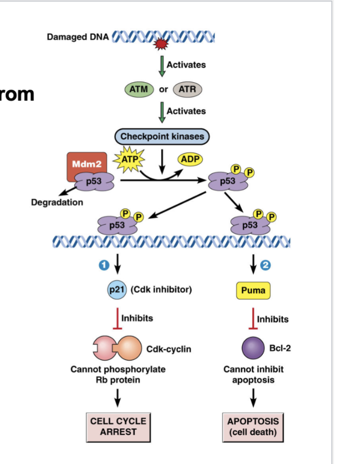 <ul><li><p>Damaged DNA activates ATM or ATR, which activates checkpoint kinases </p></li><li><p>Activated p53 goes down two pathways</p><ul><li><p>Activates Puma, which inhibits Bcl-2, which cannot inhibit apoptosis (cell death) — Bcl-2 is an inhibitor of apoptosis or cell death </p></li><li><p>Activates p21 (Cdk inhibitor), which inhibits Cdk-cyclin, which cannot phosphorylate Rb protein, which arrests the cell cycle </p></li></ul></li><li><p>Do these pathways happen simultaneously? The pathway will arrest the cell cycle. .. if damage can’t be repaired, that’s when the other pathways leading to cell death kick in</p></li></ul><p></p>