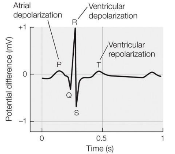 <p>atrial depolarization/contraction (P wave) </p><p>ventricular depolarization/contraction (QRS complex)</p><p>ventricular repolarization/recovery (T wave). </p>