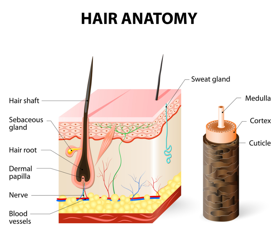<p>The hair is composed of the root and shaft. </p><ul><li><p><strong>Root</strong>: located beneath the skin within the hair follicle </p></li><li><p><strong>Shaft</strong>: part of the hair we see and style </p></li></ul><p></p>