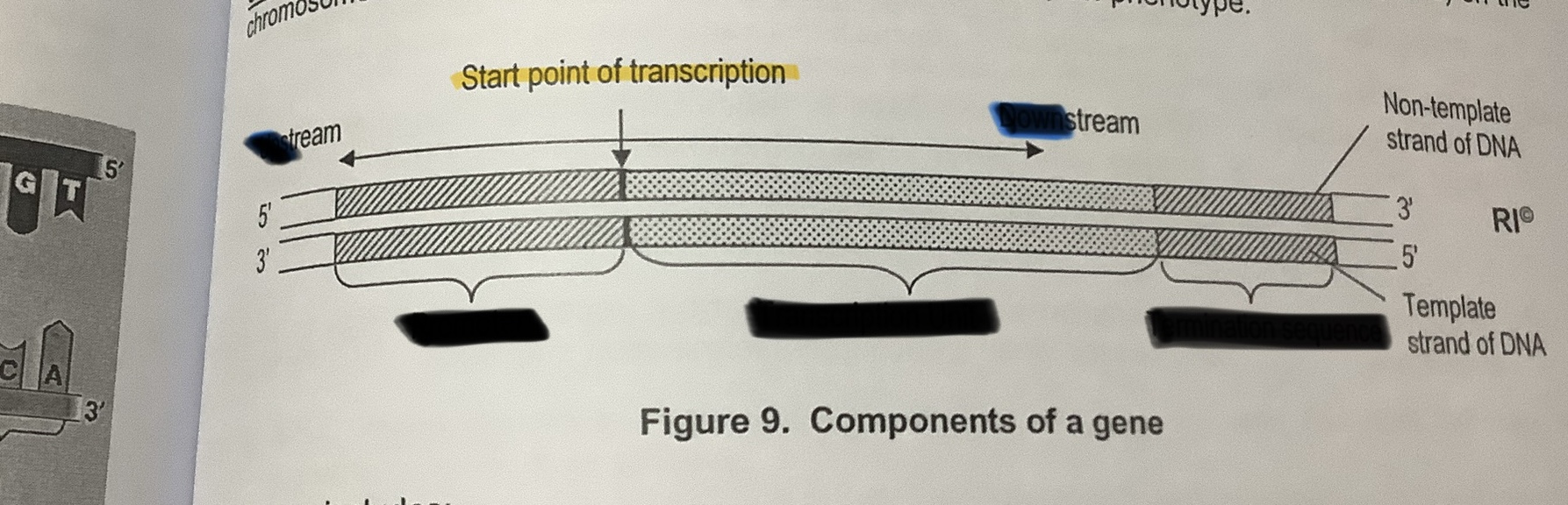 <p>Label the components of a gene</p>