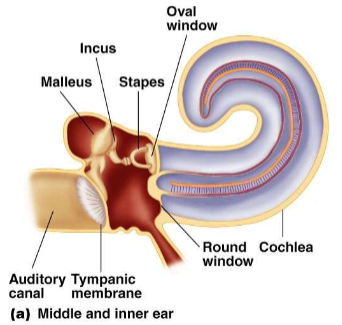 <p><span><span>Structure of mammalian middle ear</span></span></p>