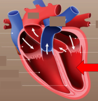 <p>pumps oxygen rich blood to the body</p>