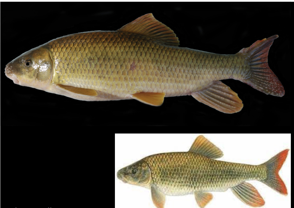 <p>What is the species and common name of this vertebrate in Order Cypriniformes and Family Catostomidae (Suckers) </p>