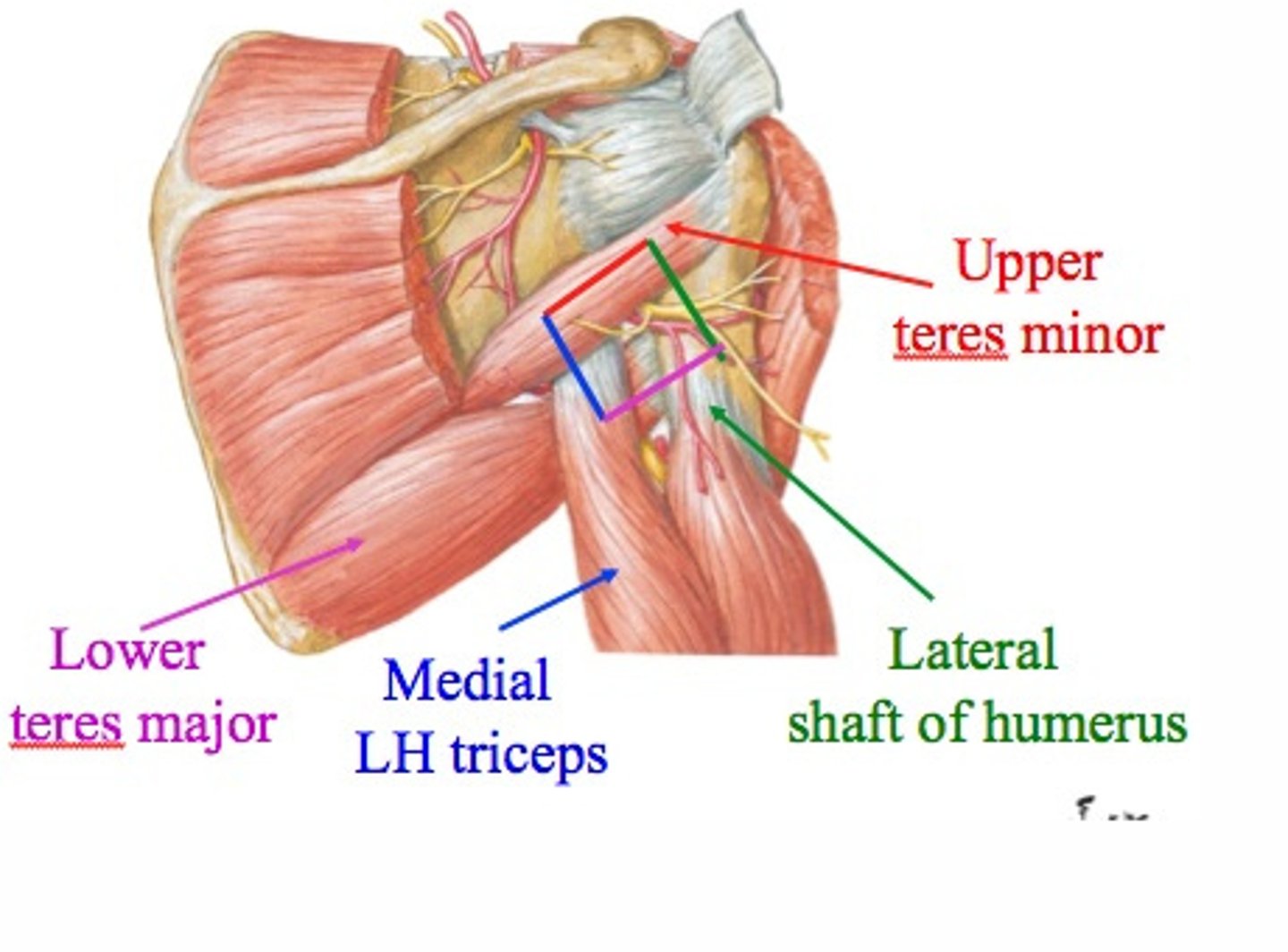 <p>- Teres minor, teres major, long head of triceps humerus</p><p>- Axillary nerve</p><p>- Posterior circumflex humeral artery/vein</p>