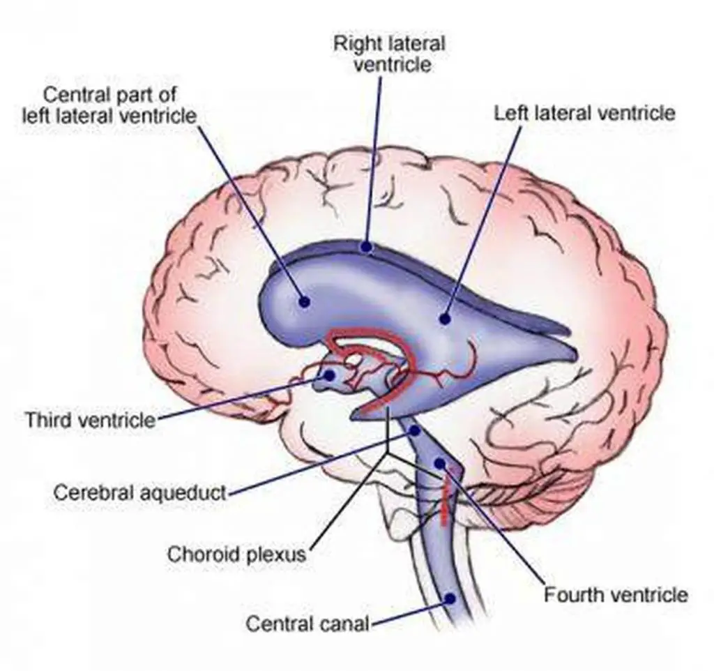<p>in between the area of the corpus callosum idrk</p>