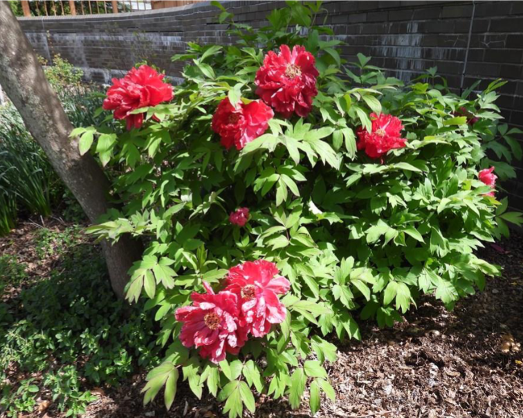 <p>Large</p><p>Red, pink, white</p><p>Sun</p>