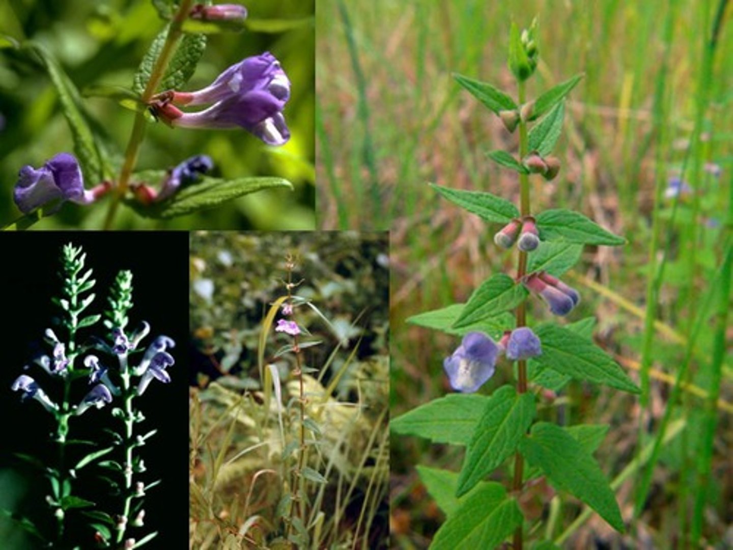 <p>getnos, frossört</p>