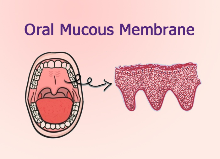 <p>dryness of the mucous membranes</p>