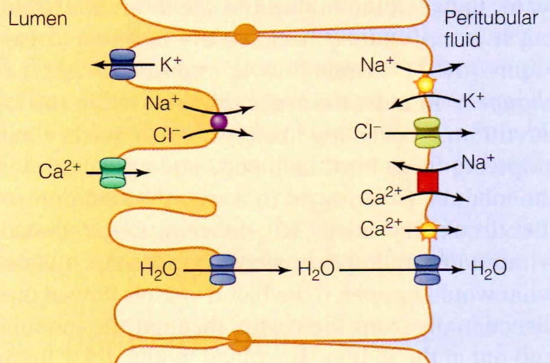<p>reabsorption + secretion</p><p>reabsorption of sodium, chloride, calcium, magnesium + other inorganic ions</p><p>secretion of protons, potassium + ammonium ions</p>