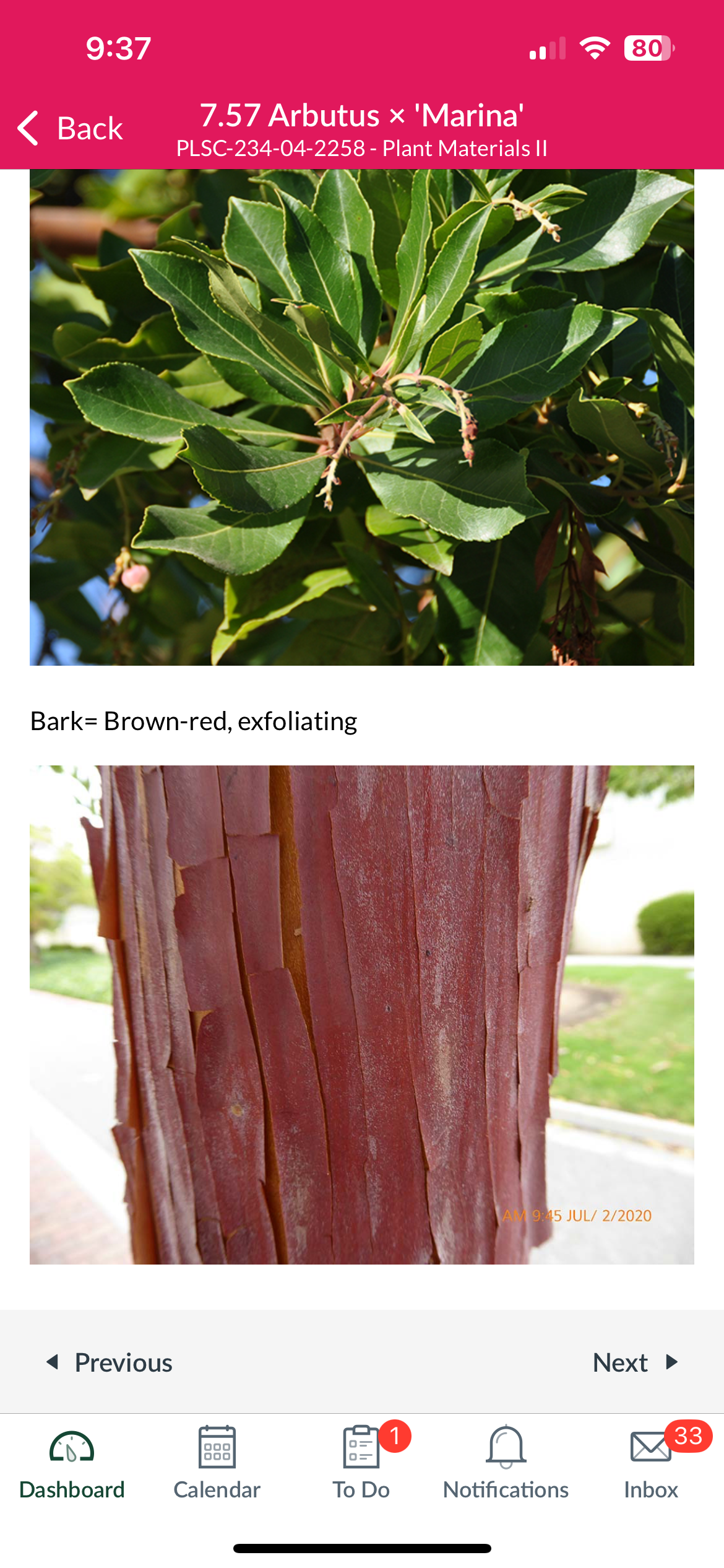 <p>Marina arbutus</p>