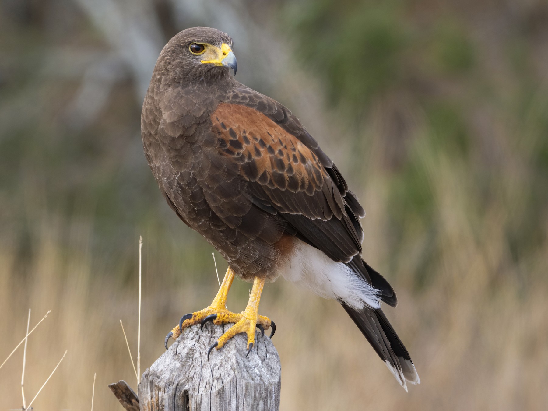 Harris Hawk
