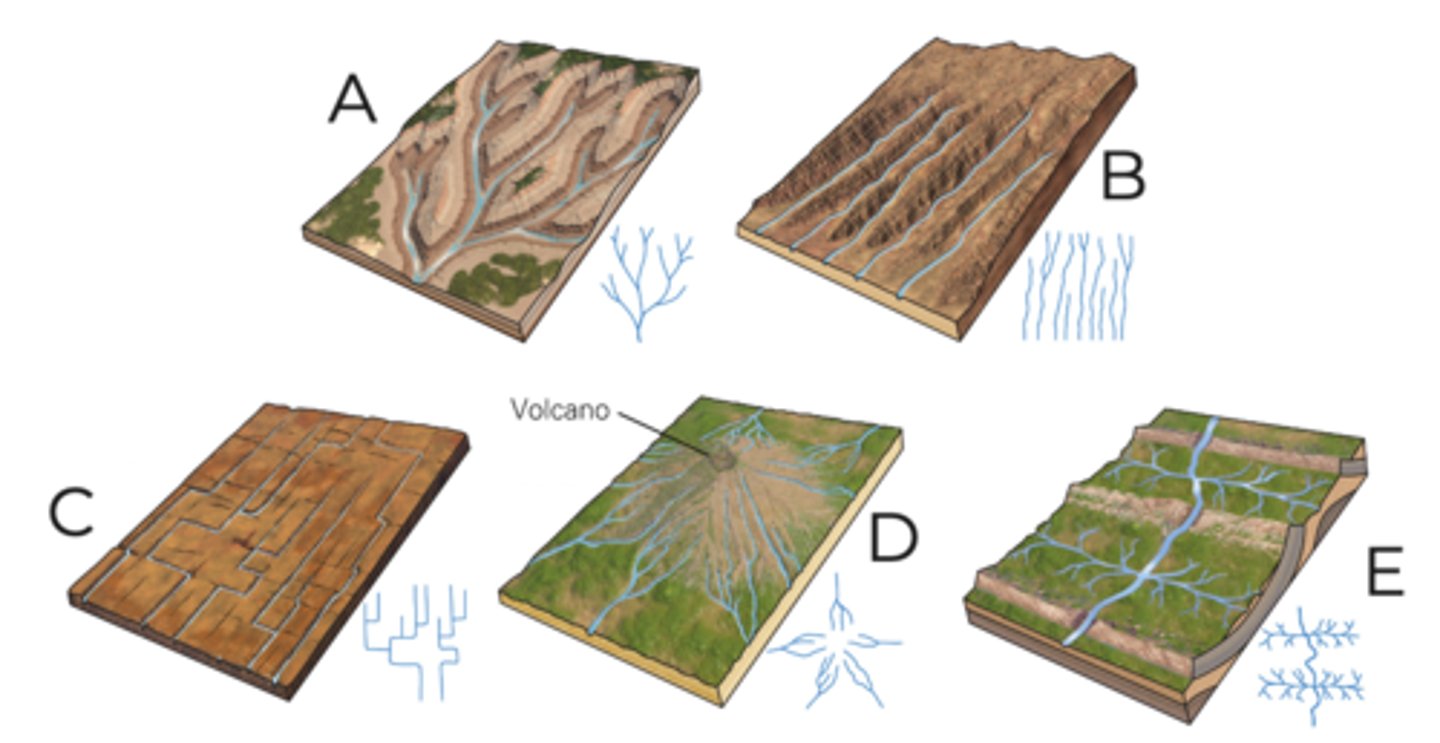 <p>dendritic</p>