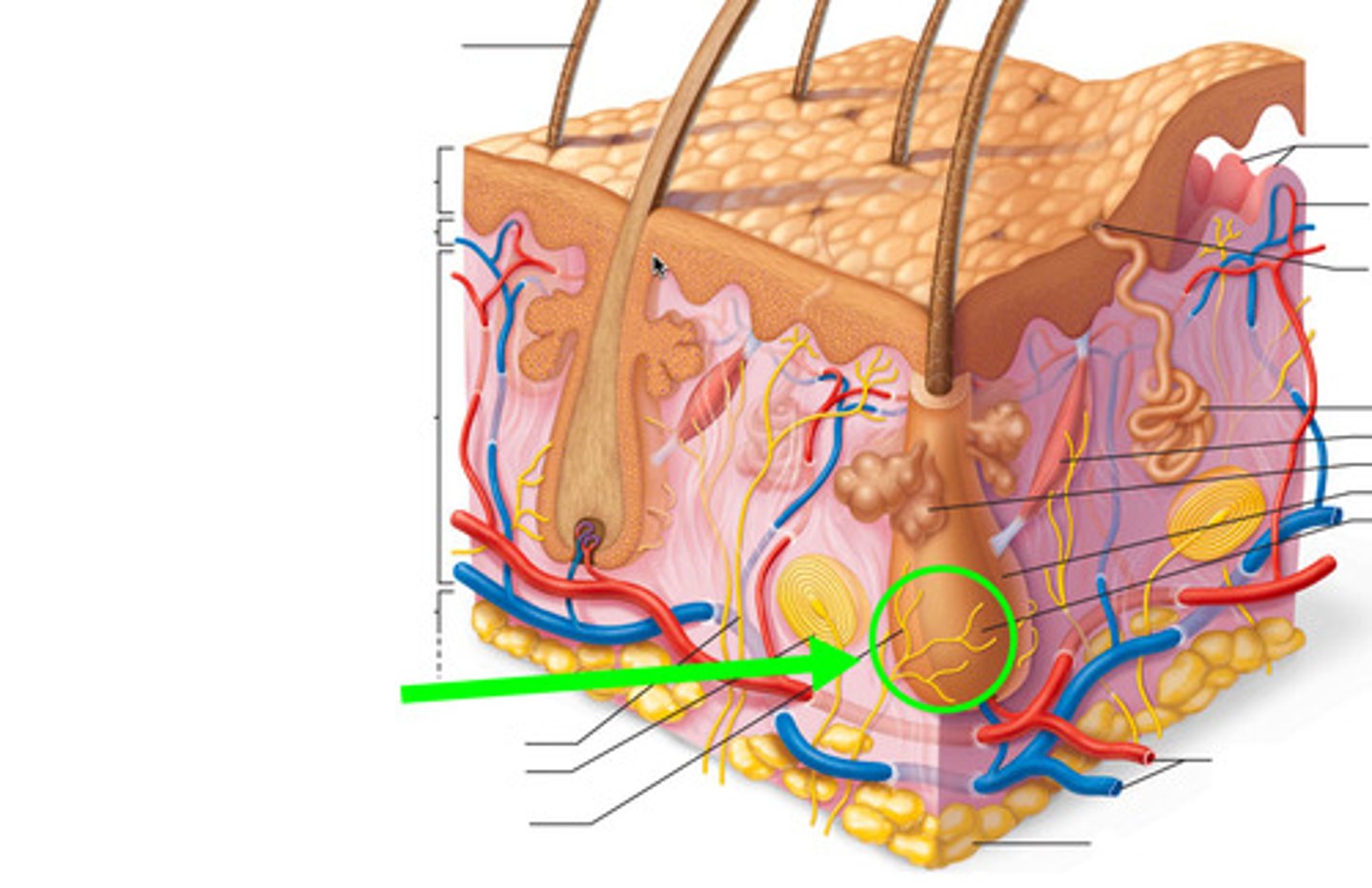 <p>track/sense hair movement</p><p>Free dendritic endings, phasic/fast-adapting, only absent in palms and soles, exteroreceptor</p>
