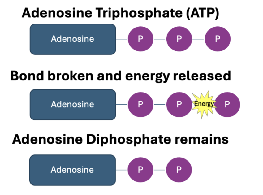 <ul><li><p>Adenosine Triphosphate</p></li><li><p>A source our muscles can use for contractions</p></li><li><p>Energy is released by the breakdown of ATP</p></li></ul><p></p>