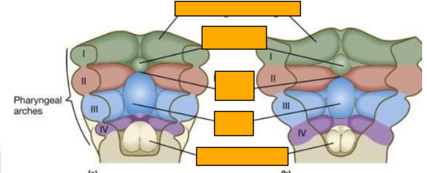 <p>Label this image </p>