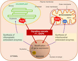 <ul><li><p>To express genes to produce chemical products to deal with the stress</p></li><li><p>The response may occur in a matter of minutes, chemical signals are produced. Which signal other parts of the plant that something is going on</p></li><li><p>Causes changes to help the plant recover from the stress</p></li></ul><p></p>