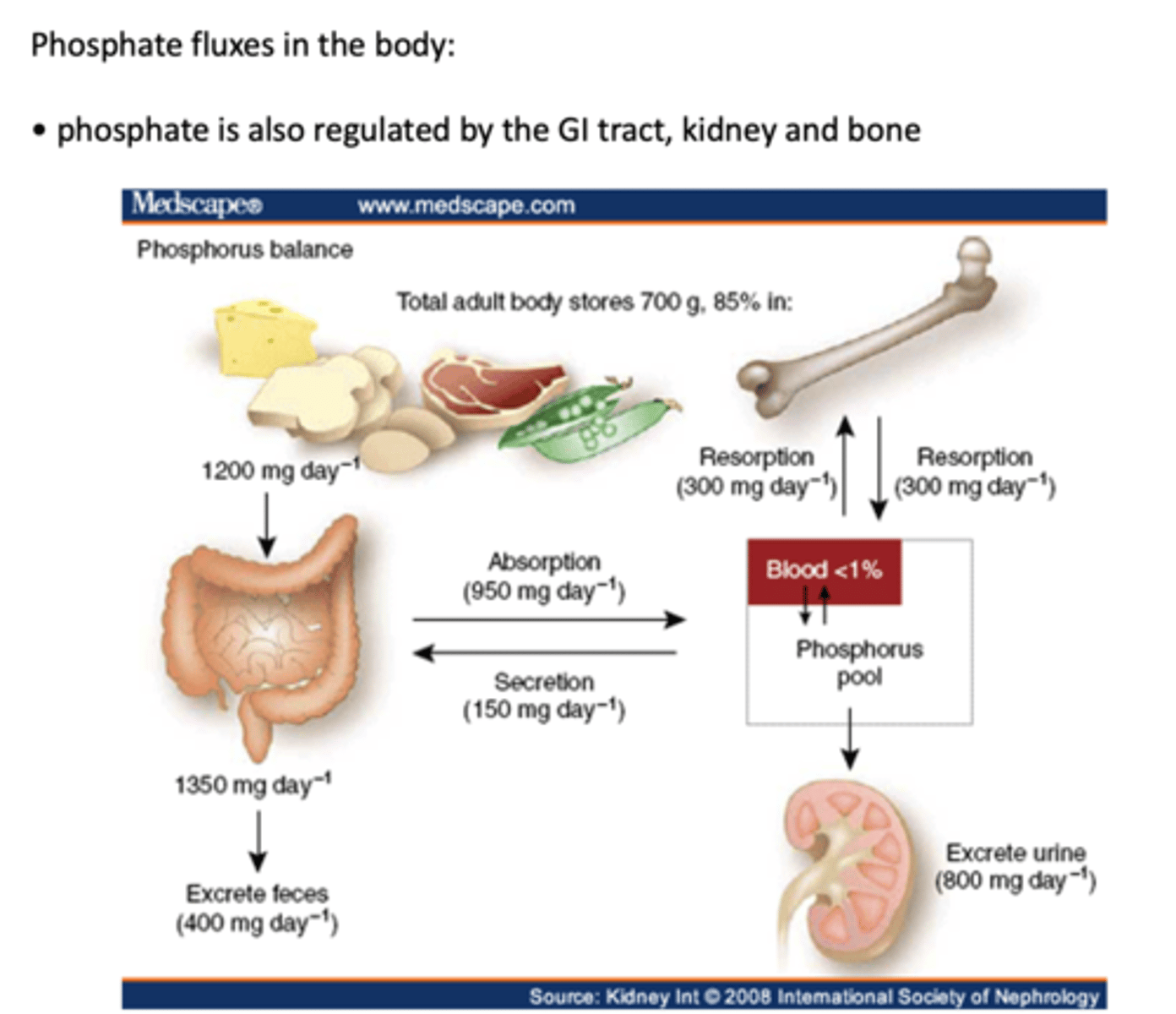 <p>- GI tract</p><p>- Kidneys</p><p>- Bone</p>