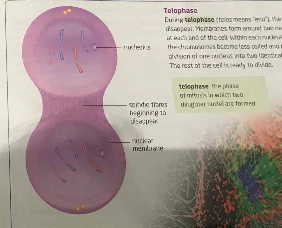 <p>spindle fibres disappear, and membrane form around new daughter chromosomes and in the membrane, a nucleolus appears, chromosomes uncoil become harder to see. Mitosis, the division of one nucleus into two identical nuclei is now complete, rest of cell is ready to divide</p>