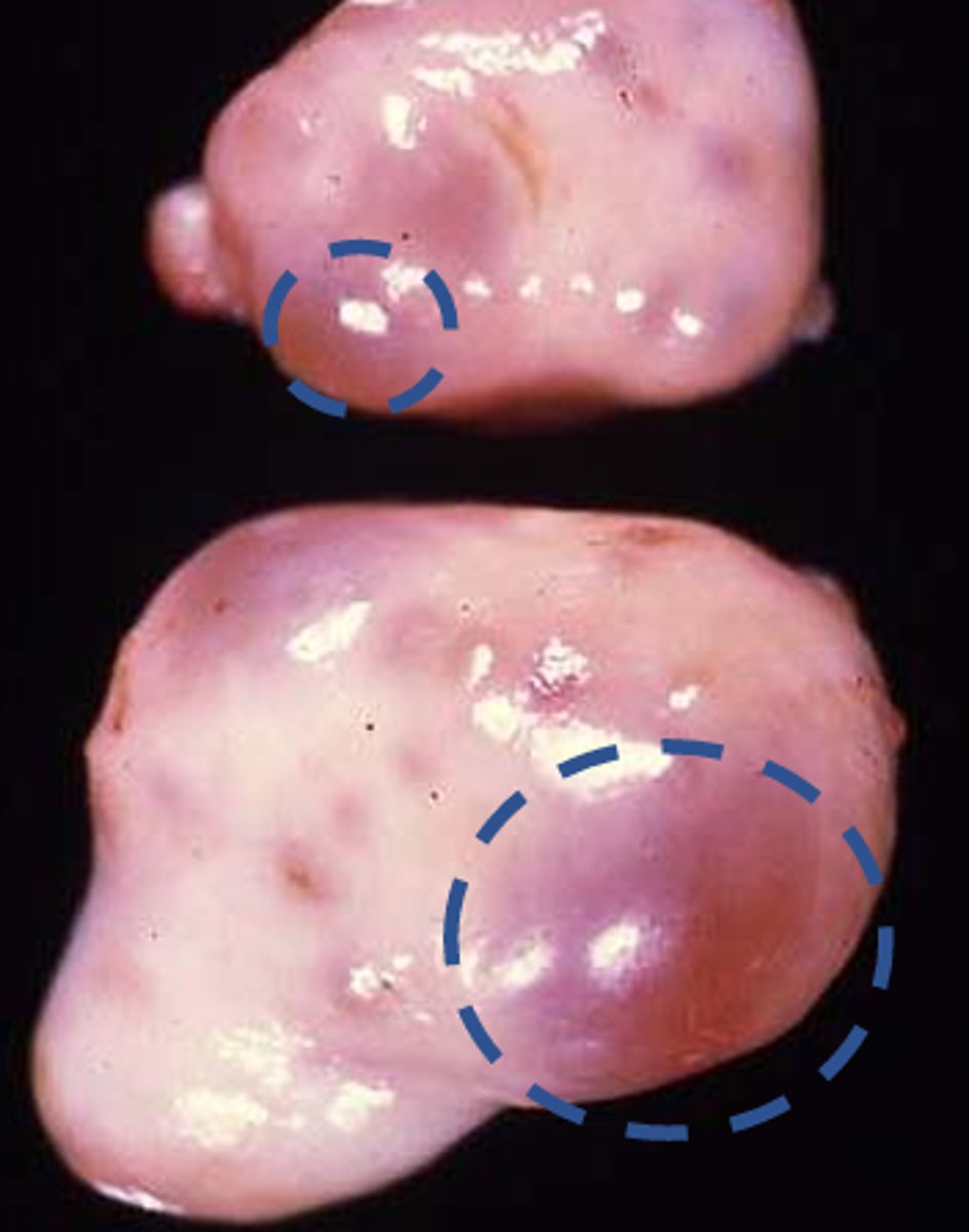 <p>whats circled</p>