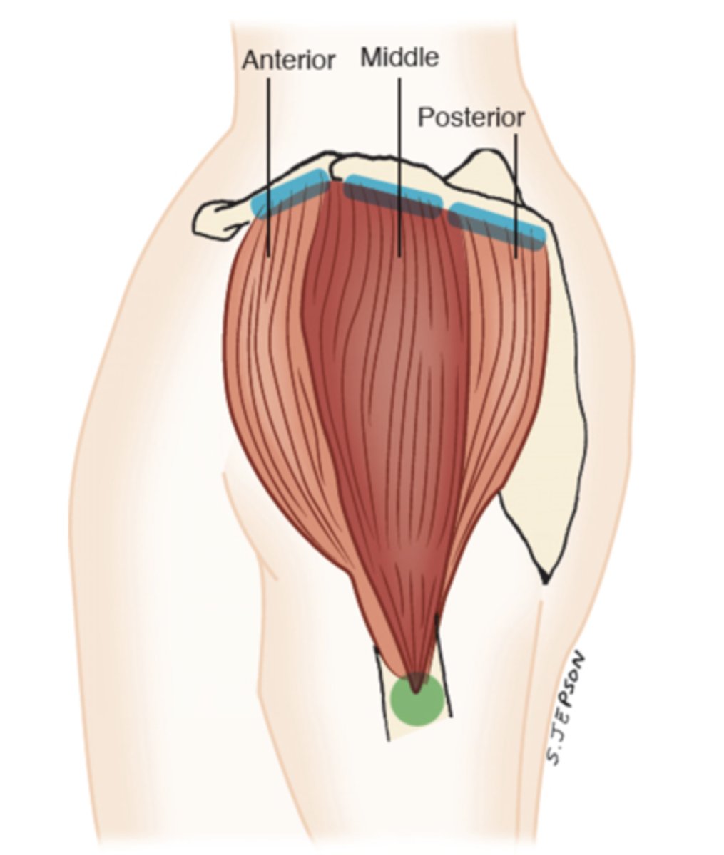 <p>deltoid tuberosity</p>