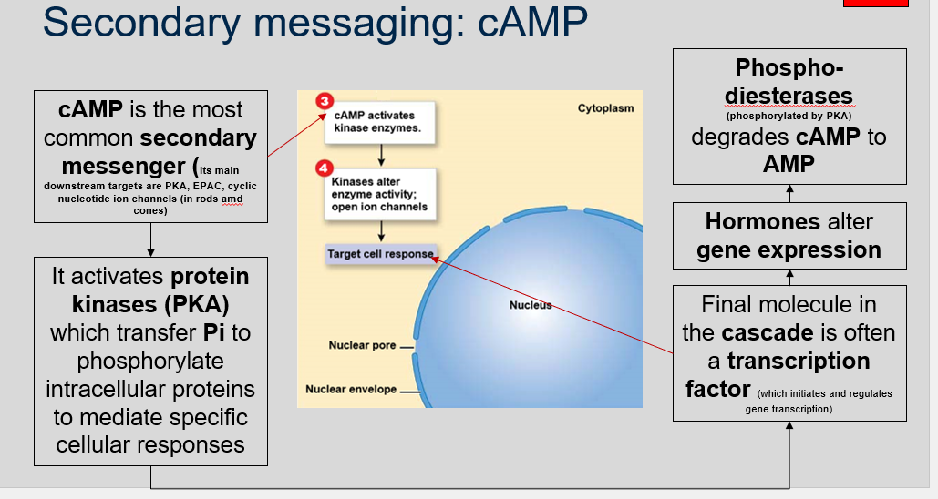 <p>cAMP is a common secondary messenger that can activate protein kinases, such as PKA, to phosphorylate intracellular proteins and mediate specific cellular responses. Its downstream targets also include cyclic nucleotide ion channels in rods and cones of the eye. The final molecule in the signaling cascade is often a transcription factor, which initiates and regulates gene transcription and leads to changes in cellular behavior. Hormones can alter gene expression by activating cAMP-mediated signaling pathways. To regulate the level of cAMP, phosphodiesterases, which are phosphorylated by PKA, degrade cAMP to AMP.</p>