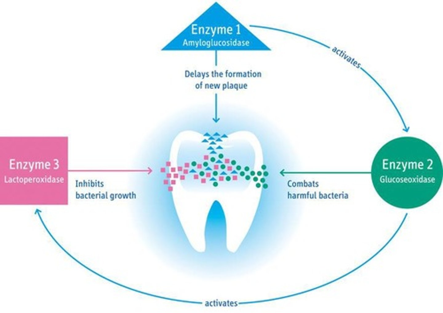 <p>Digestive fluid eliminating most pathogens.</p>