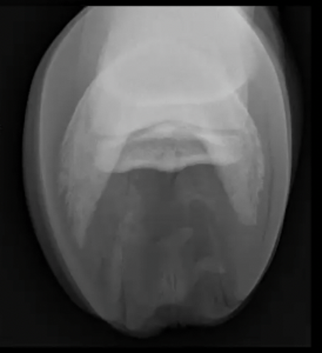 <p>What special equine view is this?</p>