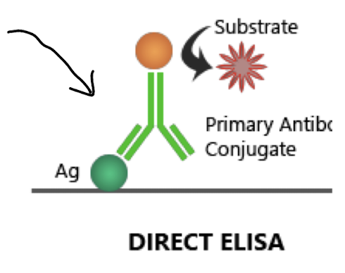 <p><strong>The antigen is bound to a solid surface and <u>detected directly</u> by an enzyme-labeled antibody.</strong></p>