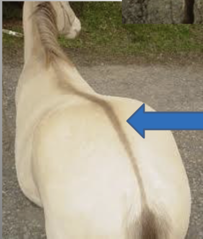 <p>What is this primitive mark? </p>