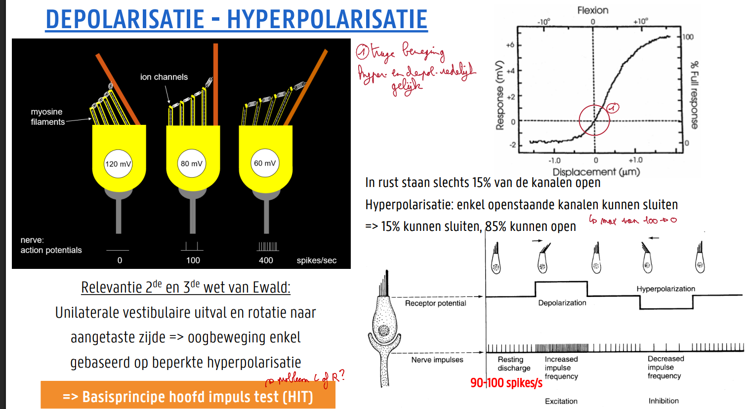 <ul><li><p>In rust staan slechts 15% van de kanalen open </p></li><li><p>Hyperpolarisatie: enkel openstaande kanalen kunnen sluiten (max van 100 naar 0 nooit onder 0)</p></li><li><p>=&gt; 15% kunnen sluiten, 85% kunnen open</p></li></ul><p></p><p>Relevantie 2de en 3de wet van Ewald: </p><ul><li><p>Unilaterale vestibulaire uitval en rotatie naar aangetaste zijde =&gt; oogbeweging enkel gebaseerd op beperkte hyperpolarisatie</p></li><li><p>=&gt; Basisprincipe hoofd impuls test (HIT) (probleem L of R?)</p></li></ul><p></p>