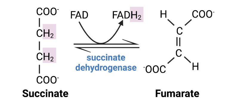 <p><span><span>In step 6 of the citric acid cycle when succinate is converted to fumarate, hydrogen atoms are transferred to FAD. The ____________ is catalyzed by a dehydrogenase enzyme.&nbsp;</span></span></p>