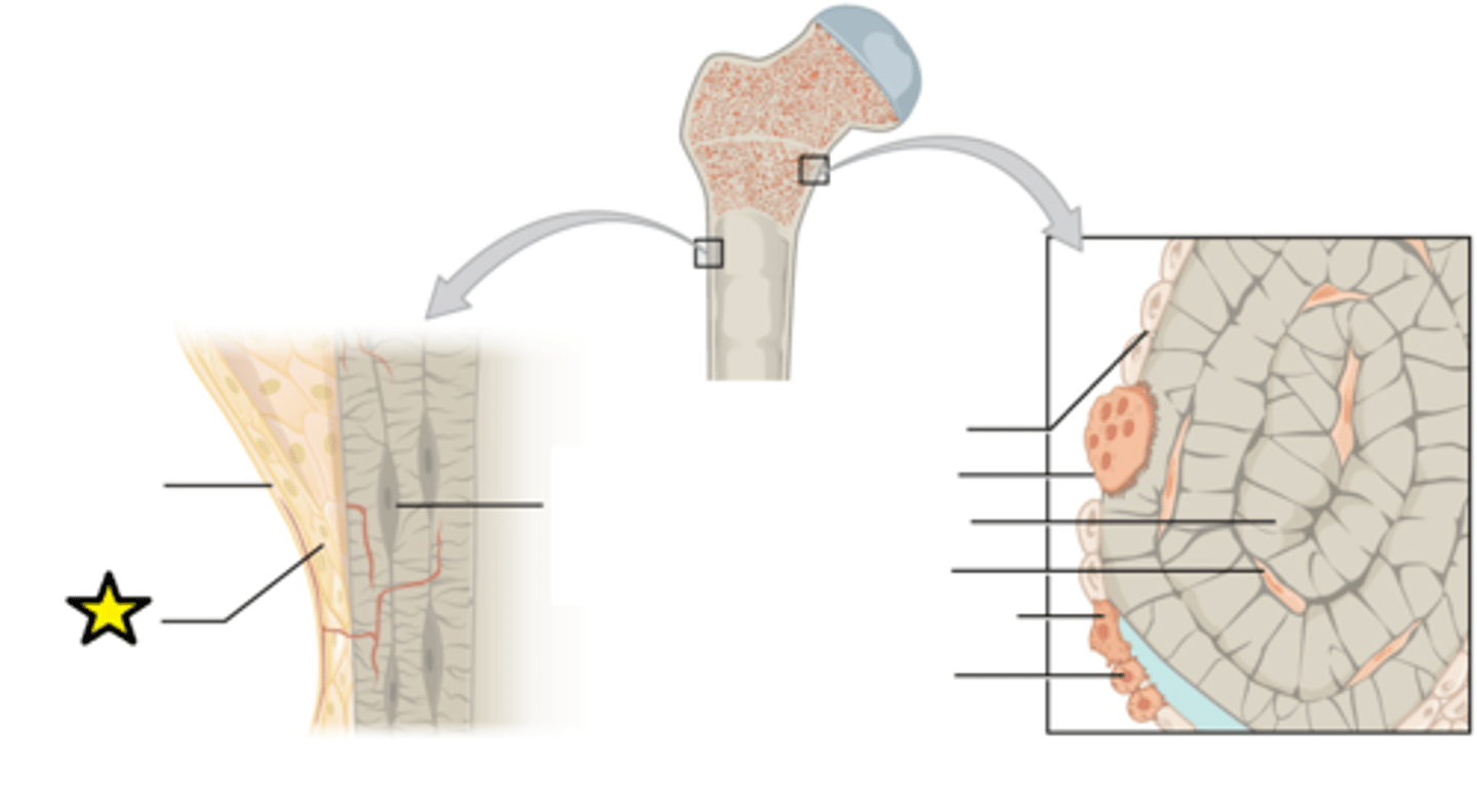 <p>Includes osteoprogenitor cells, osteoblasts, and osteoclasts</p>