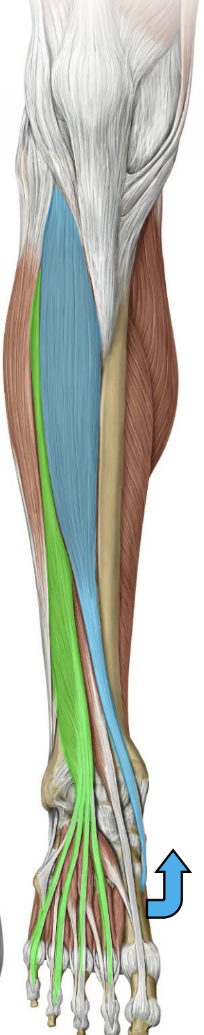 <p>Anterior leg — Tibialis anterior (blue)</p>
