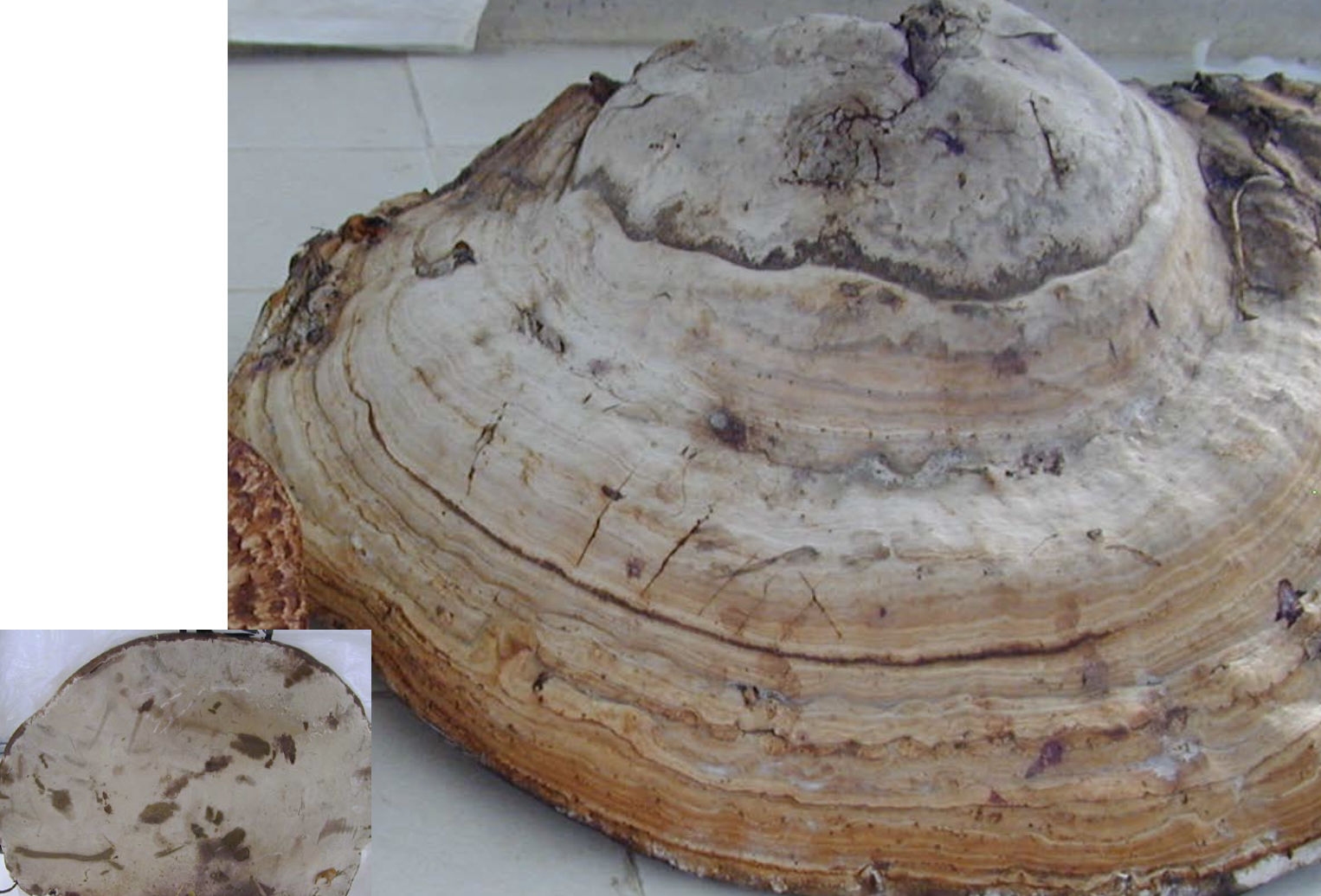 <p>Fomes fomentarius</p>