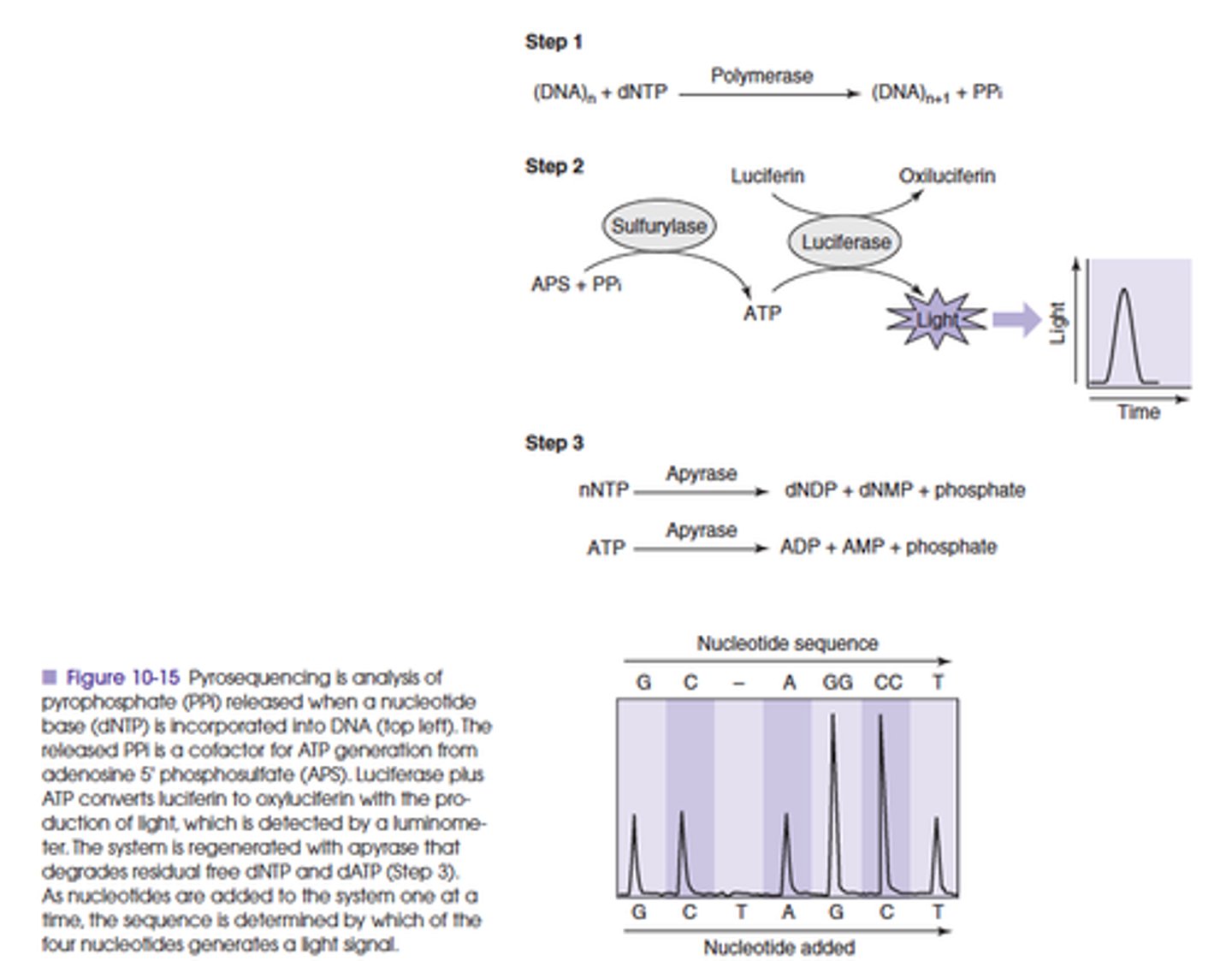 <p>Quantitative measurement of the pyrophosphate that is released whenever a trinucleotide phosphate is incorporated into a phosphodiester bond<br><br>- By sequentially adding each base, a single base extension reaction will occur whenever the appropriate complementary base is added<br>- When a single base is incorporated, phryrophosphate is released<br>- The released pyrophosphate (due to secondary light production) is related to the number of bases incorporated, then the sequence of target DNA can be inferred<br><br>If a string of identical bases is encountered in a sequence, then there will be stoichiometrically more pyrophosphate released than if there was a single base</p>