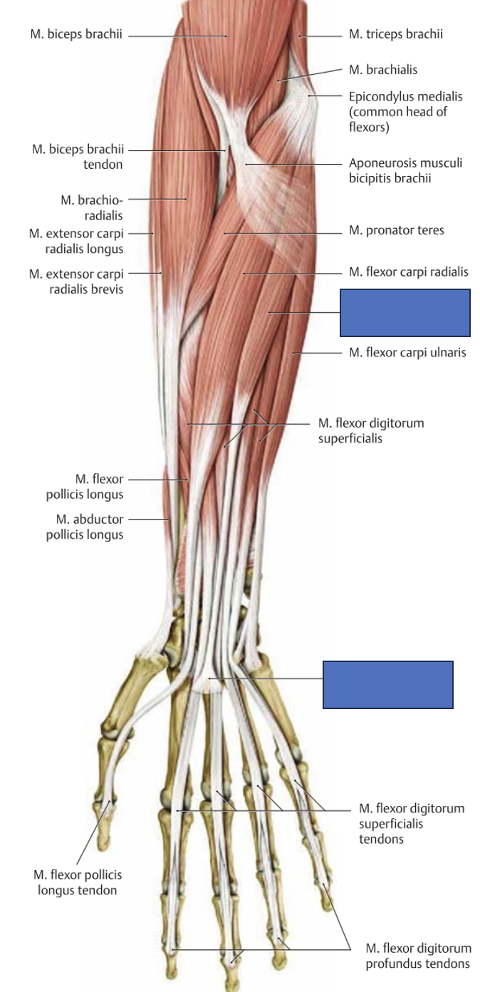 <p>m. palmaris longus → pingutab pihuaponeuroosi, aitab veidi rannet ja sõrmi painutada</p>