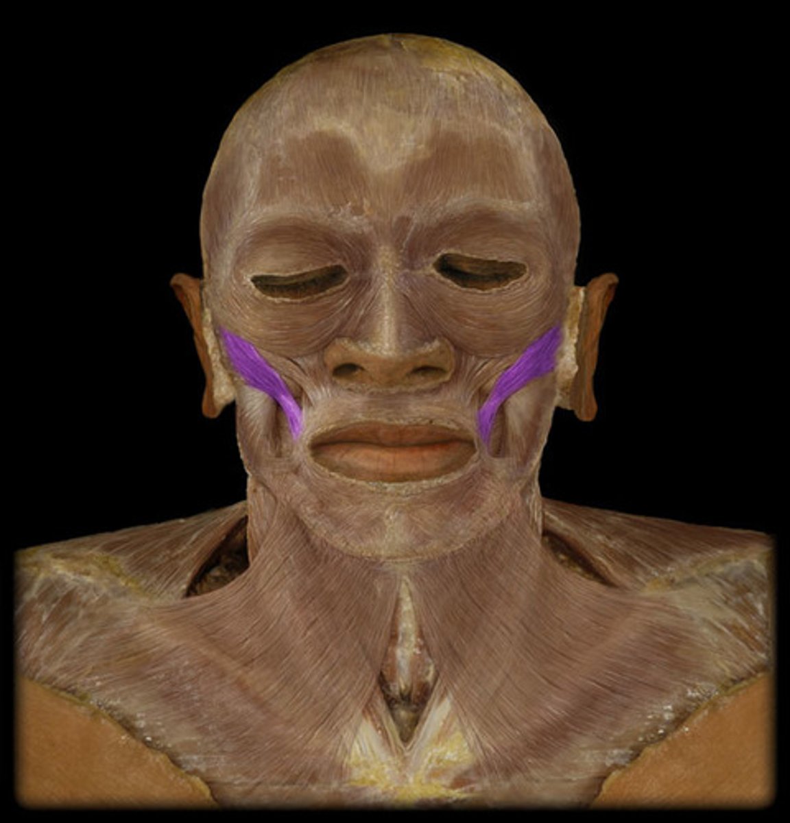 <p>Muscles on both sides of the face that extend from the zygomatic bone to the angle of the mouth. <br>These muscles elevate the lip, pull the mouth upward and backward, as when you are laughing or smiling.</p>