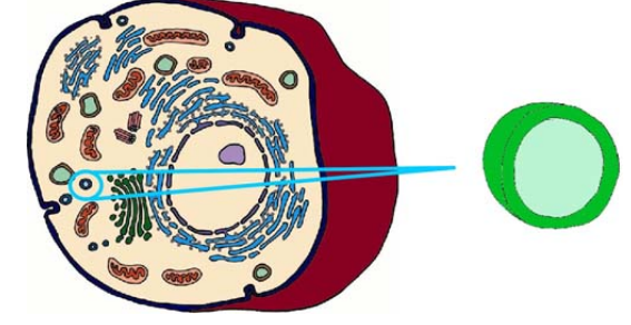 <ul><li><p>membrane bounds sacs</p></li><li><p>transport materials between or within cells</p></li><li><p>“mail”</p></li><li><p>secretory vesicle: store and transport hormones, neurotransmitters and digestive enzymes</p></li></ul><p></p>