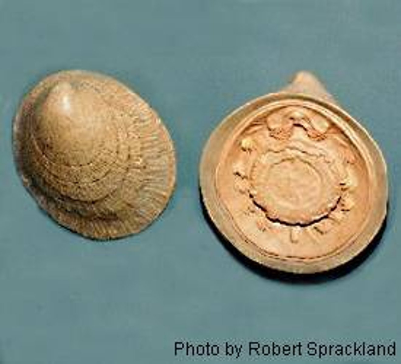 <p>Identify taxonomy</p>