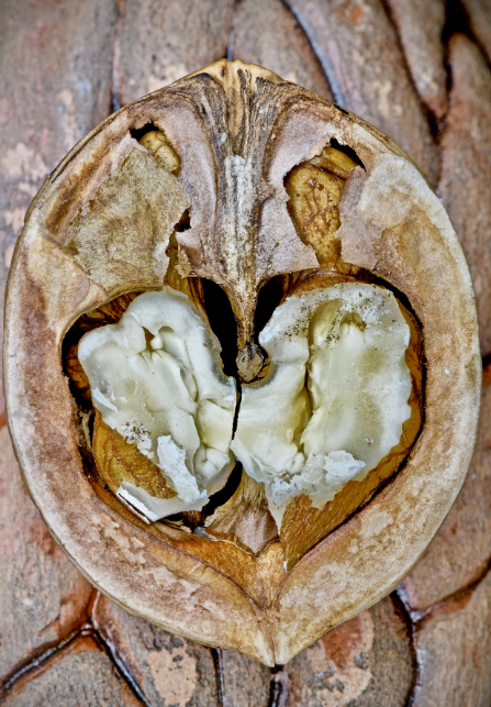 <ol><li><p>Valnöt är en stenfrukt (enkel frukt)</p></li><li><p>Tror endast fruktämne med tanke på presentationens ordval?</p></li><li><p>En valnöt har två karpeller, INGEN PLACENTATION?</p></li><li><p>VI KÖPER BARA KÄRNAN VA?</p></li></ol><p></p>