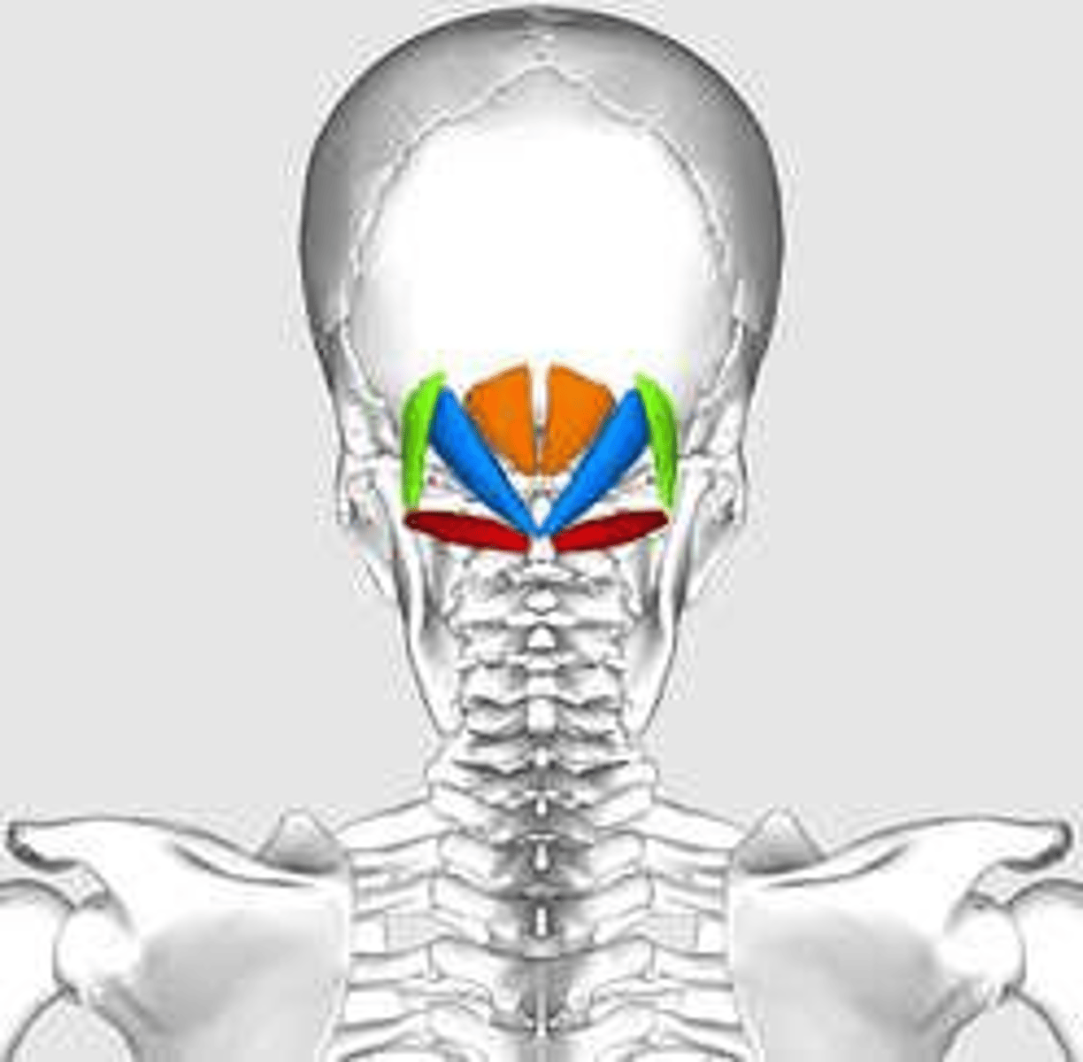 <p>Attachments: Spinous process of C2 to occipital bone. Action: Extends head. Innervation: Suboccipital nerve (posterior ramus of C1).</p>