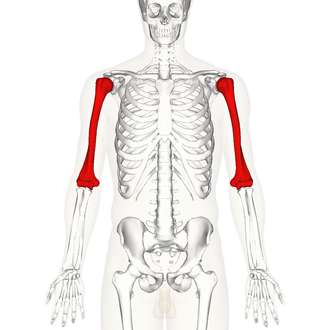 <p>What is the bone of the upper arm, between the shoulder and the elbow?</p>