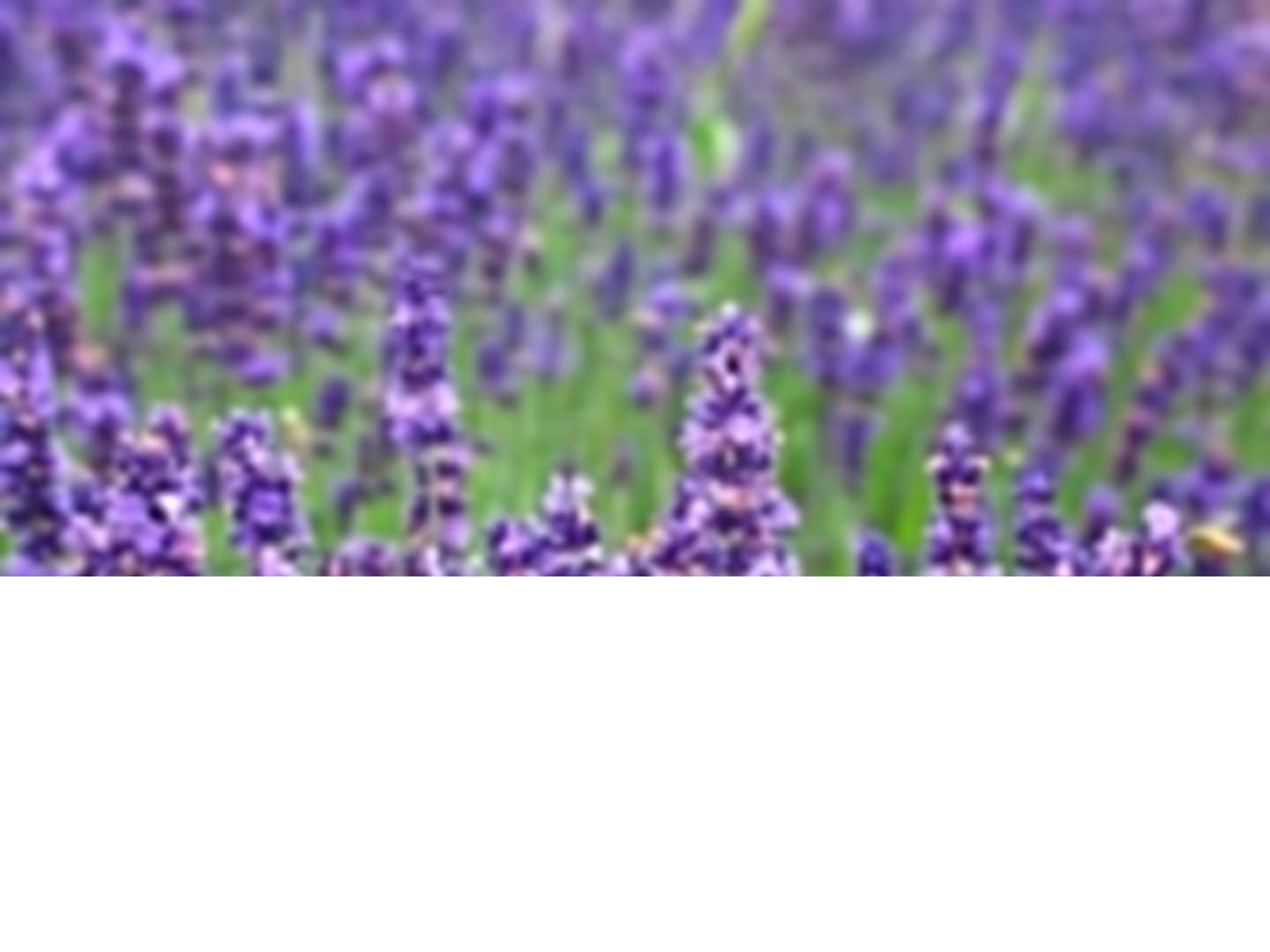 <p>LAVANDA</p>