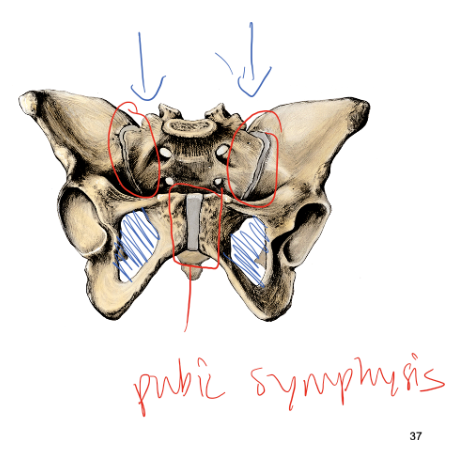 <ol><li><p><span style="background-color: transparent;"><span>Os coxae meet anteirorly at the pubic symphysis </span></span></p></li><li><p><span style="background-color: transparent;"><span>Os coxae articulate posteirorly with sacrum</span></span></p></li><li><p><span style="background-color: transparent;"><span>Oburator fromamen, obisturator membrane </span></span></p><ol><li><p>hylain cartilage cover the ends of the pubic bones</p></li><li><p>fibrocartilagnous disc makes up the pubic symphysiss </p></li><li><p>sacroiliac joint = hylain cartilage</p></li></ol></li></ol><p></p>