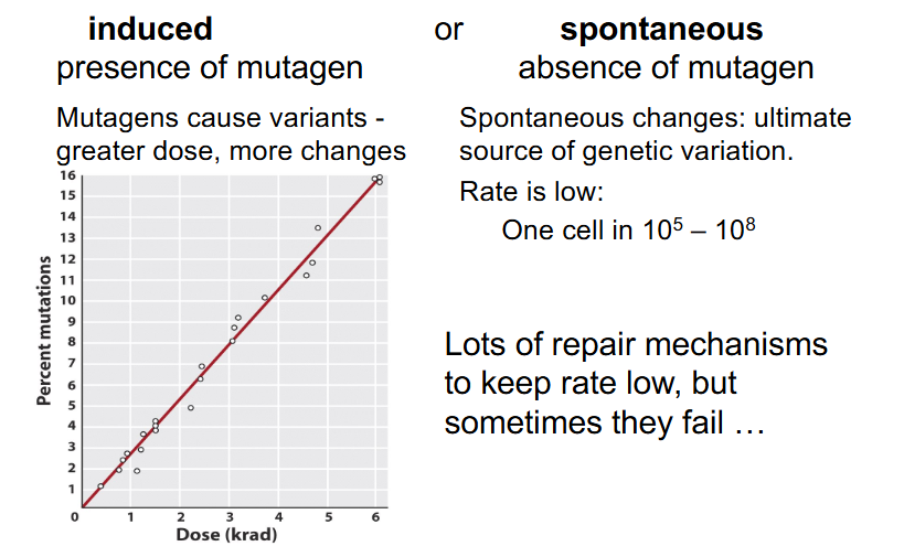 <p>Origins of Variants/Mutations</p>
