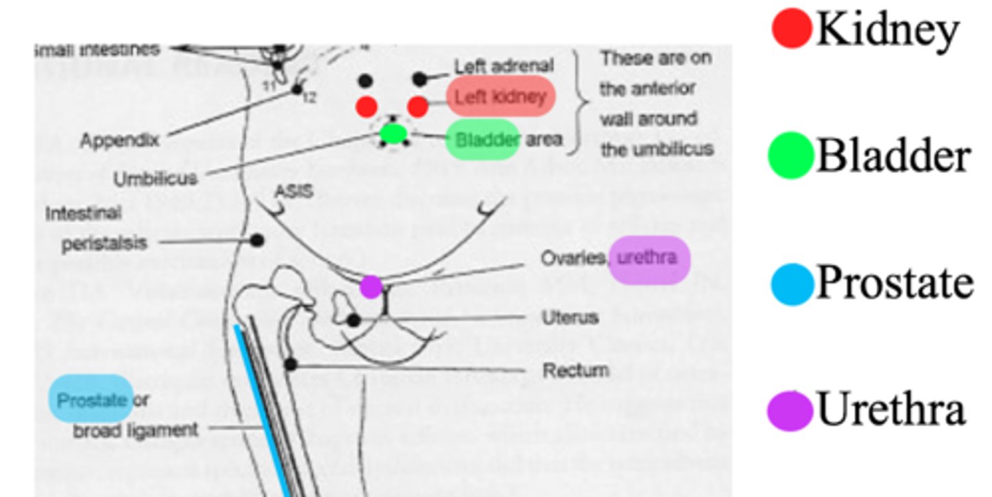 <p>anterior: pubic symphysis</p><p>posterior: L2 TP bilaterally</p>
