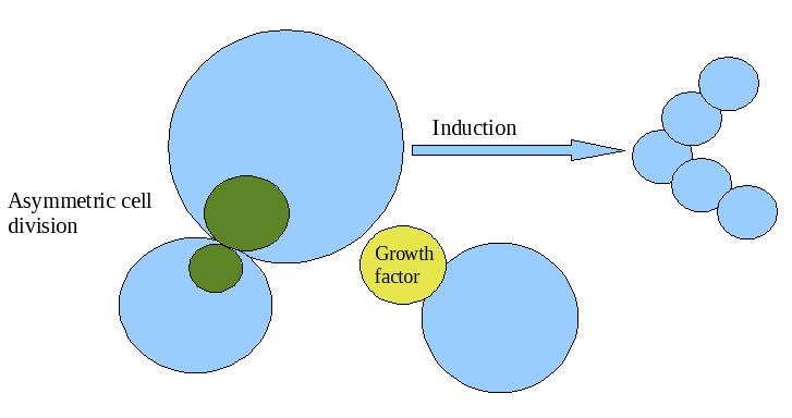 <p>induction </p><ul><li><p>mediated by inducers, which are commonly growth factors </p></li></ul><p></p>